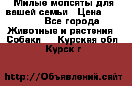 Милые мопсяты для вашей семьи › Цена ­ 20 000 - Все города Животные и растения » Собаки   . Курская обл.,Курск г.